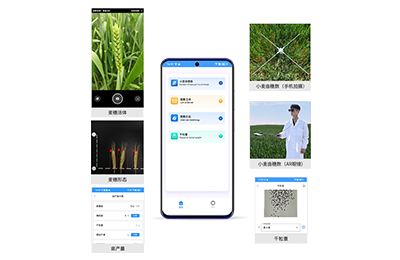 鞍山市小麦亩穗数分析仪IN-XM02